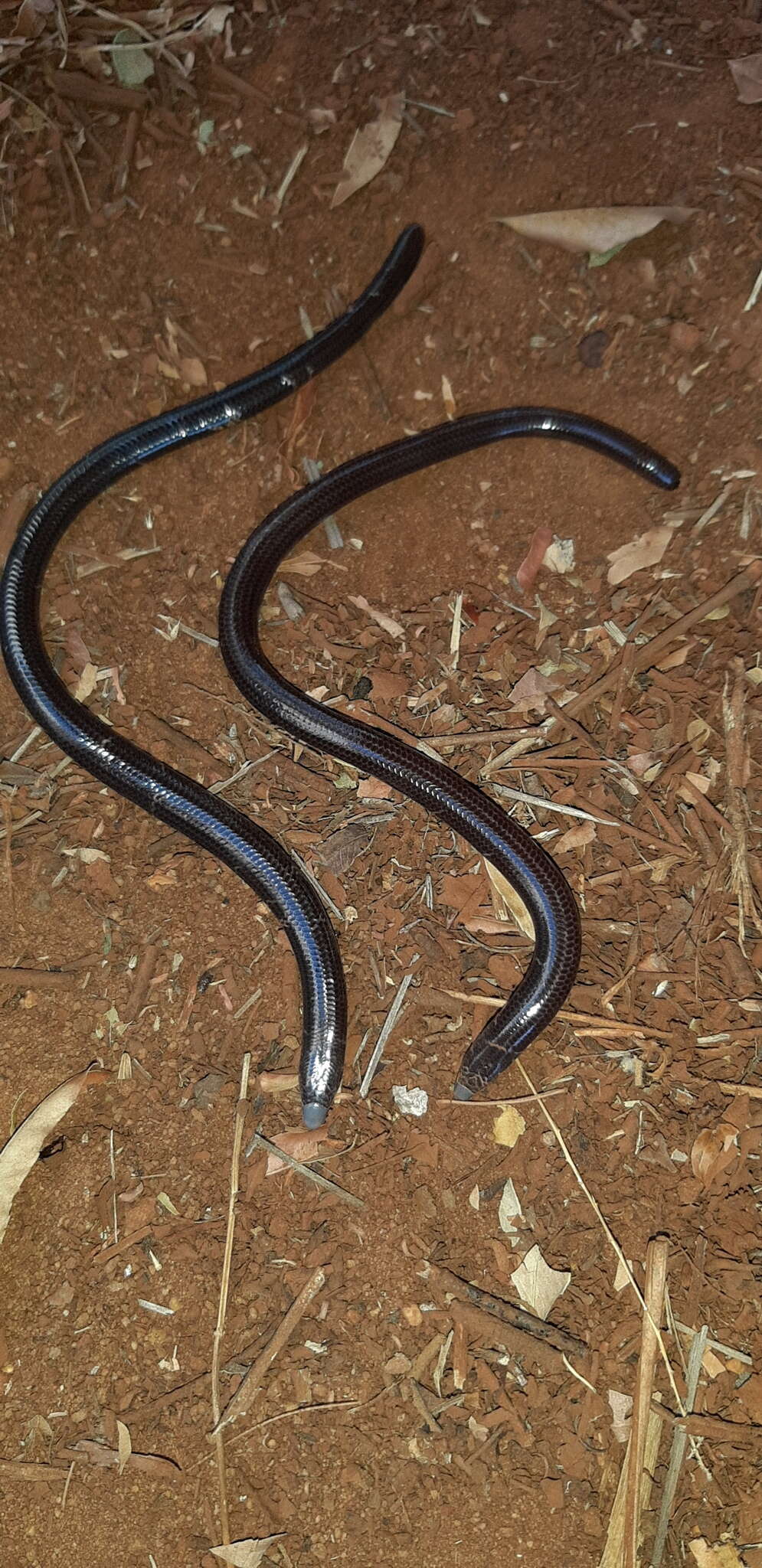 Image of Cregoe's Legless Skink