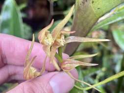 Image of Maxillaria montezumae (Arévalo & Christenson) Molinari