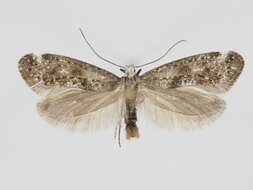 Image of Paraswammerdamia lapponica Petersen 1932