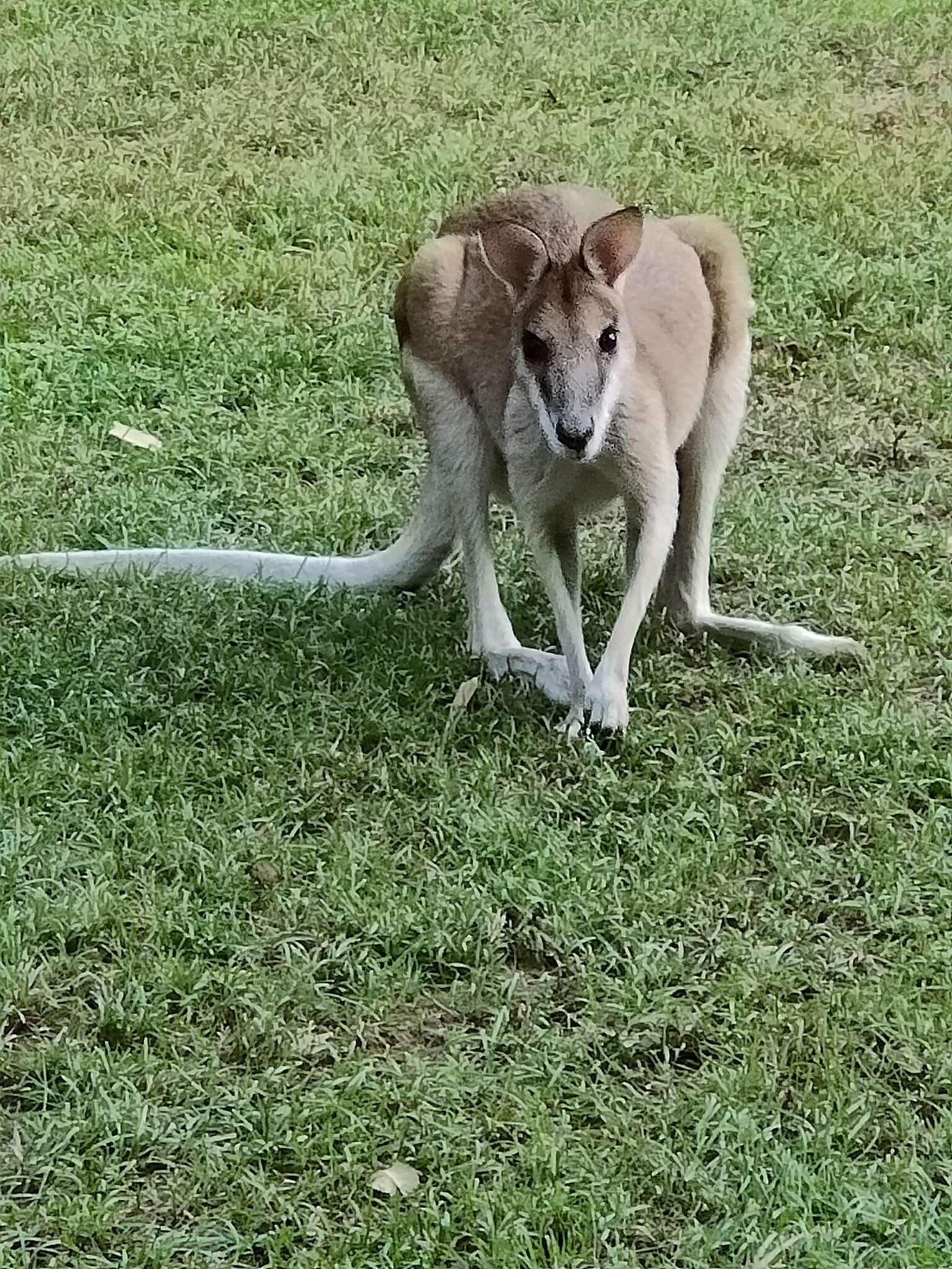 Image of Agile Wallaby