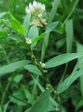 Image of erect knotweed