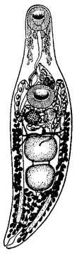 Image of Allocreadium isoporum (Looss 1894) Looss 1900