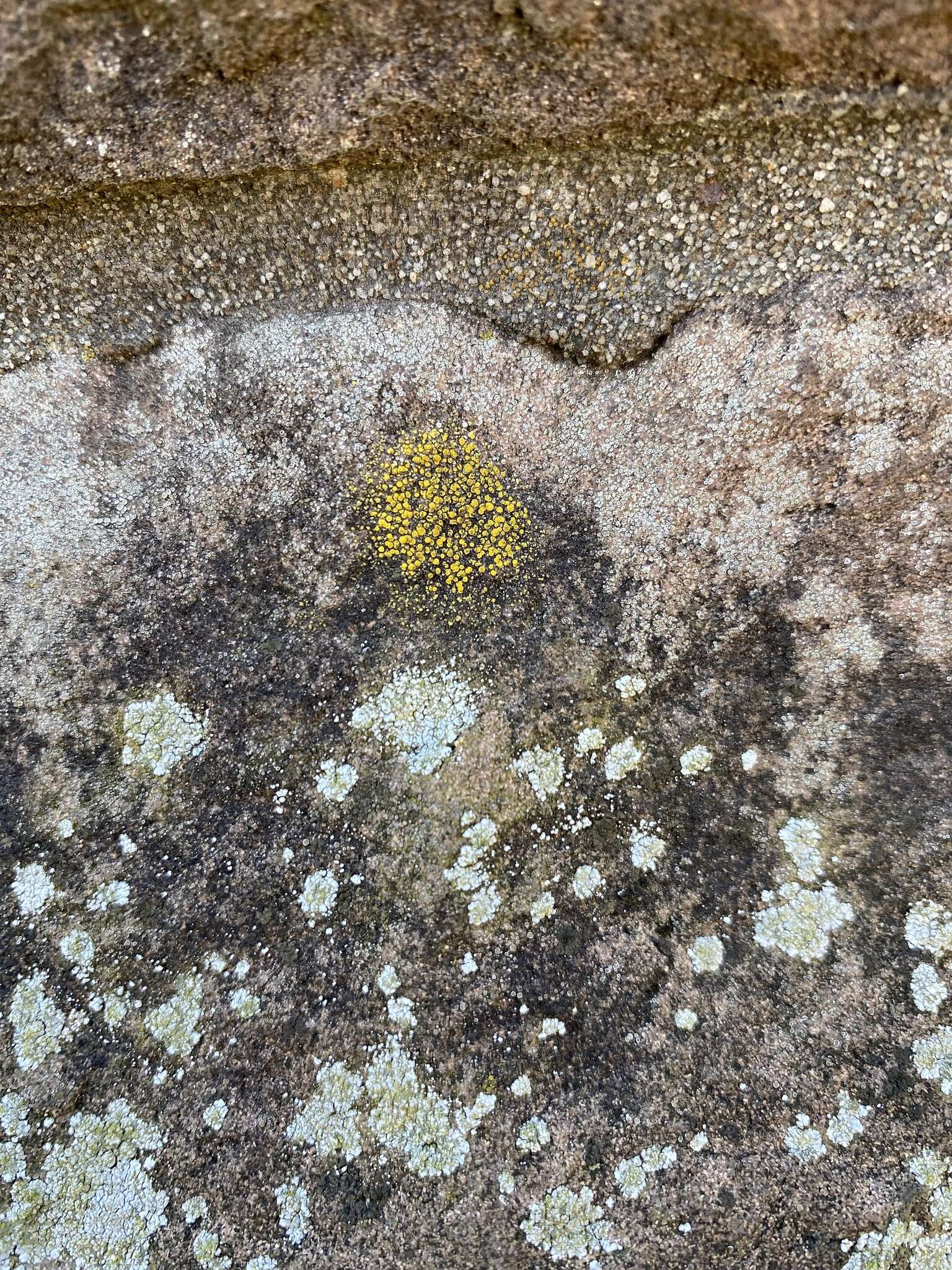 Image of eggyolk lichen