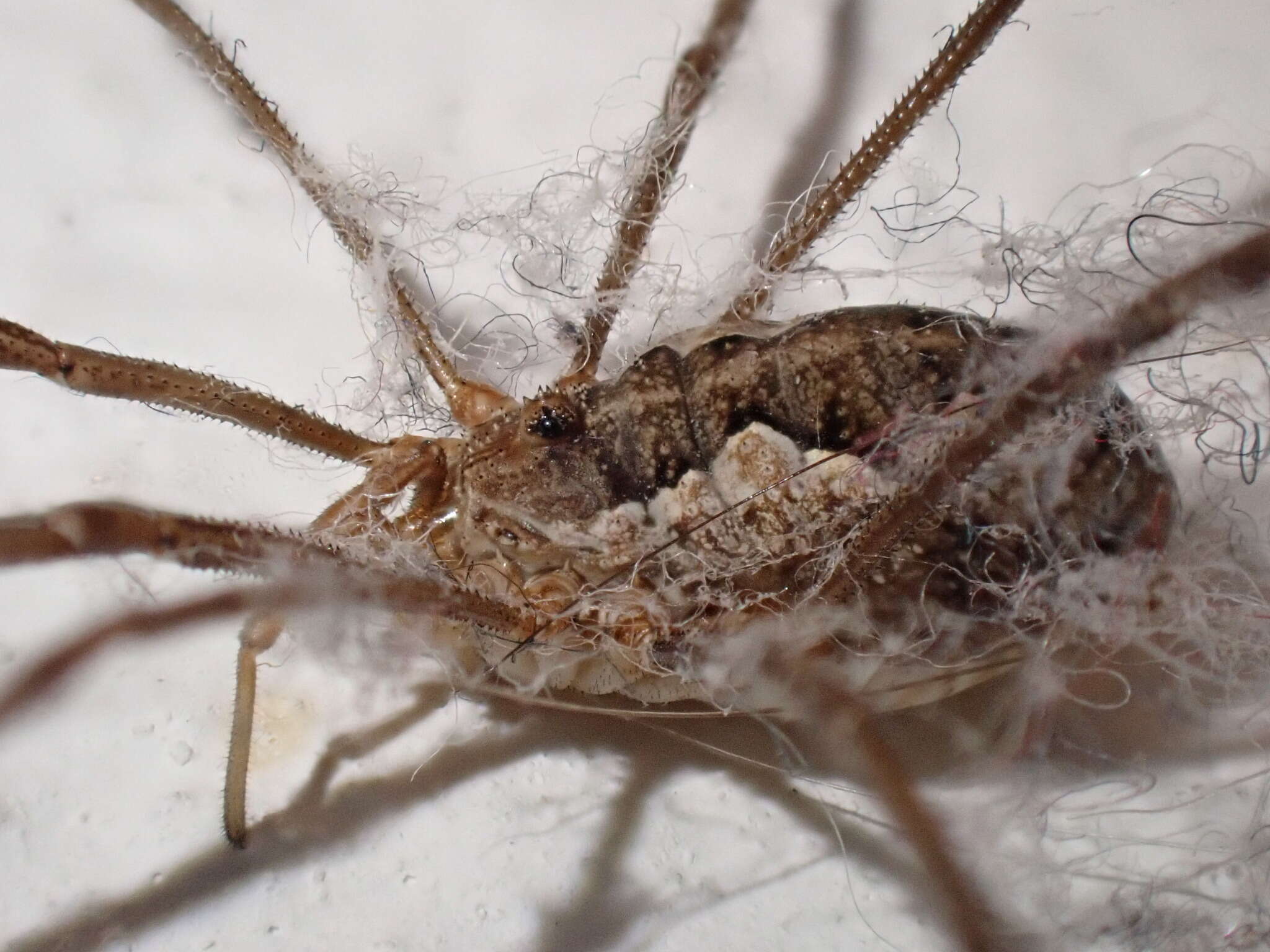 Image of Daddy longleg