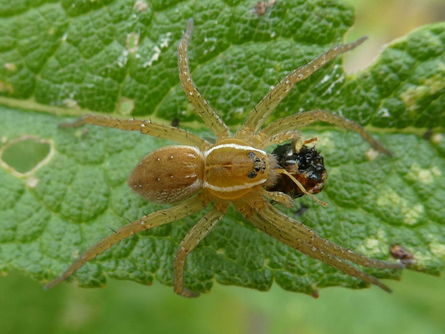 Image of Six-spotted Fishing Spider