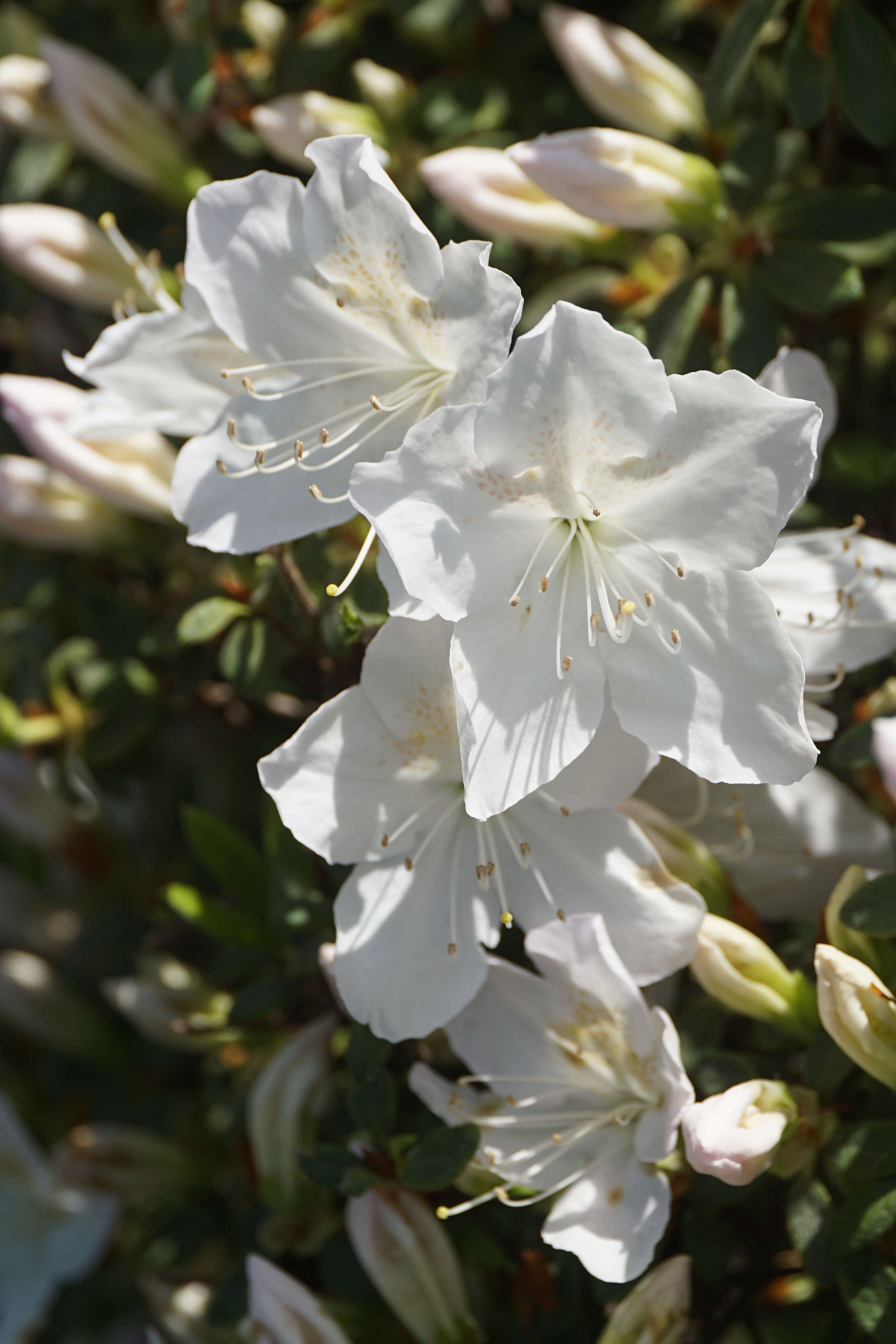 Imagem de Rhododendron mucronatum (Bl.) G. Don