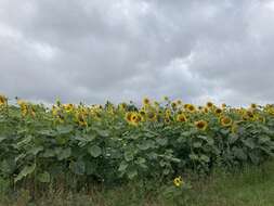 Image of common sunflower