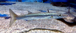 Image of Brown barracuda