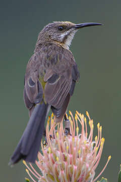 Image of Sugarbird