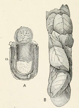 Megachile anthracina Smith 1853的圖片