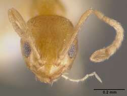 Image of Little yellow ant