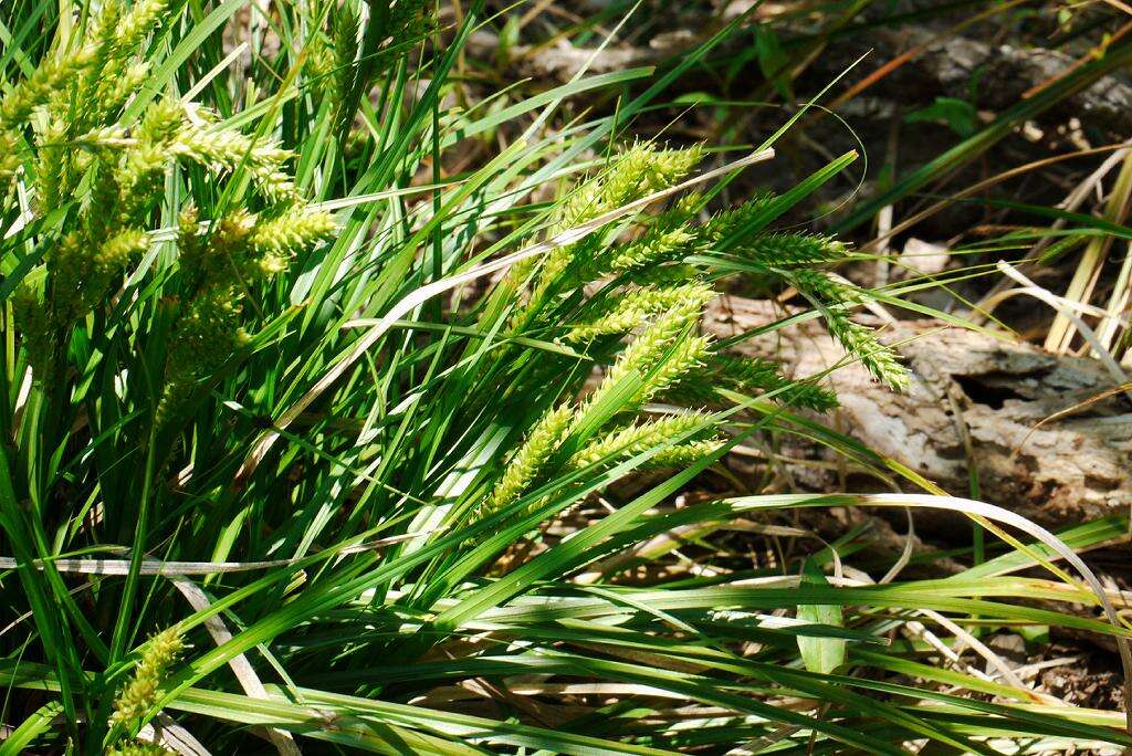 Sivun Carex metallica H. Lév. kuva