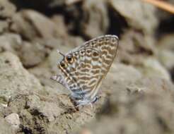 Image of Lang's Short-tailed Blue