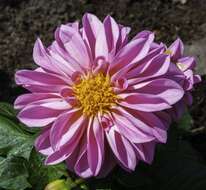 Image of dahlia