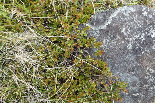 Image of Gaultheria depressa Hook. fil.