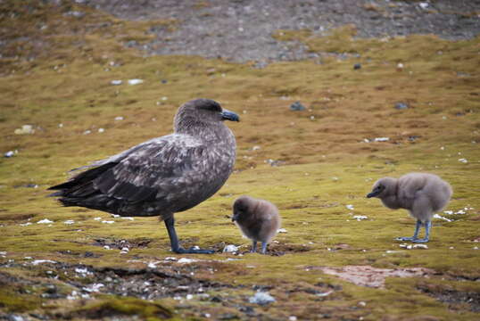 Image of Brown Skua