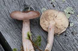 Image of Grey milkcap