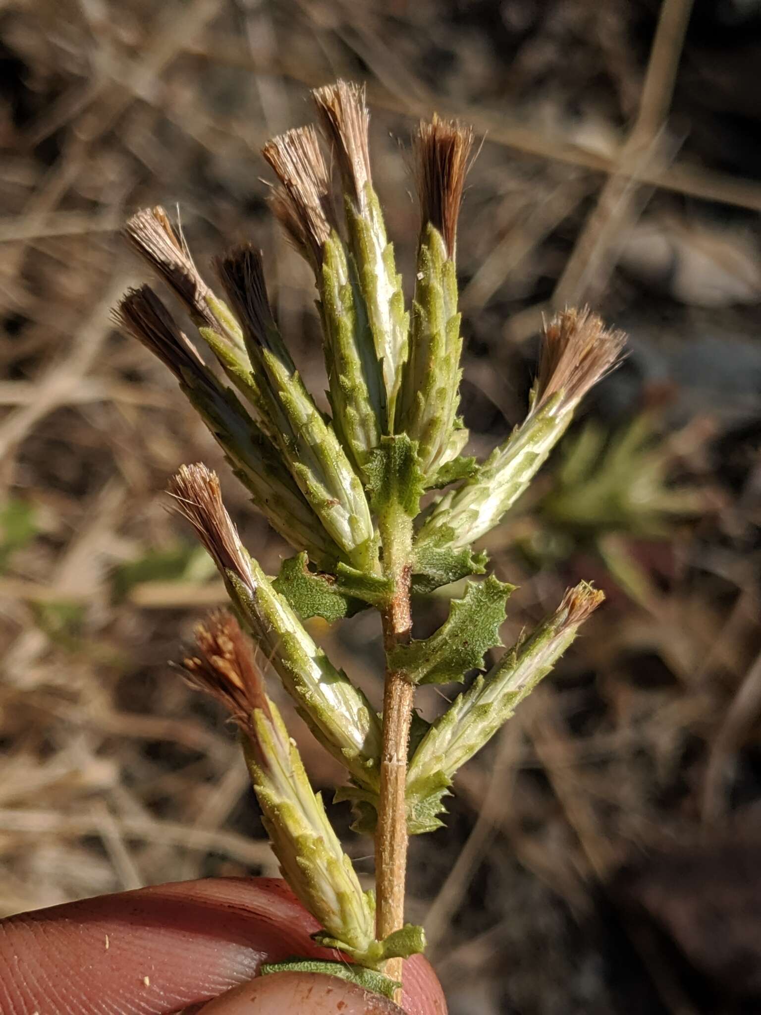 Image of serpentine bristleweed