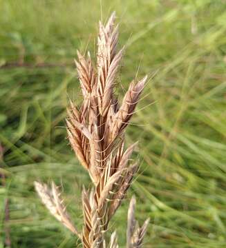 Image of Mediterranean brome