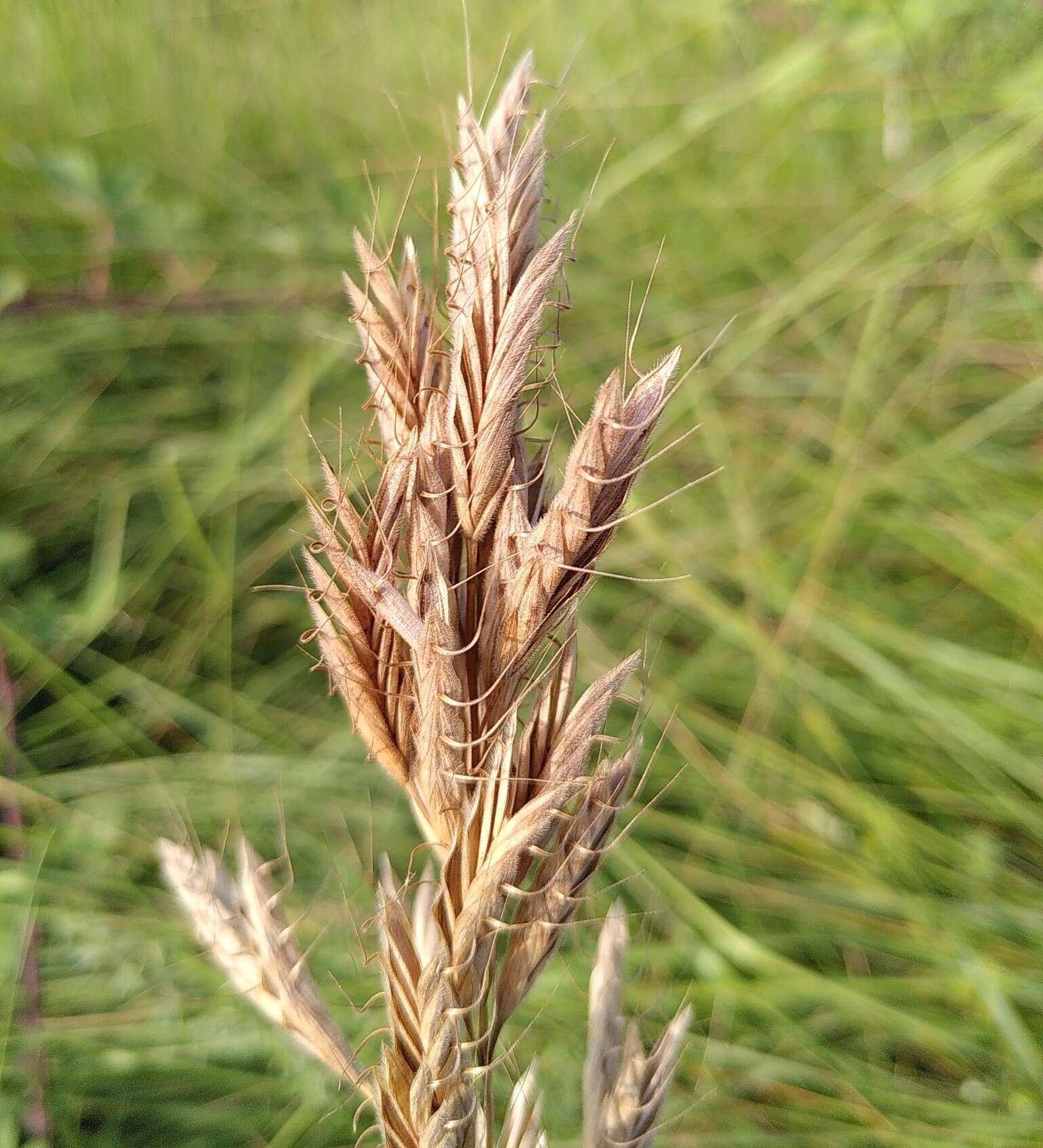 Imagem de Bromus lanceolatus Roth