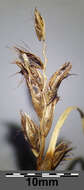 Image of Flat-sedge