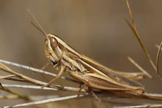 Image of Euchorthippus chopardi Descamps 1968