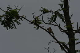 Image of Scissor-tailed Flycatcher