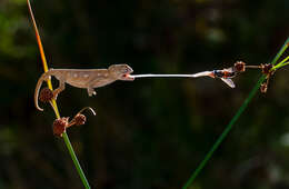 Image de Caméléon commun