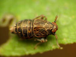 Image of Pissonotus dorsalis Van Duzee 1897