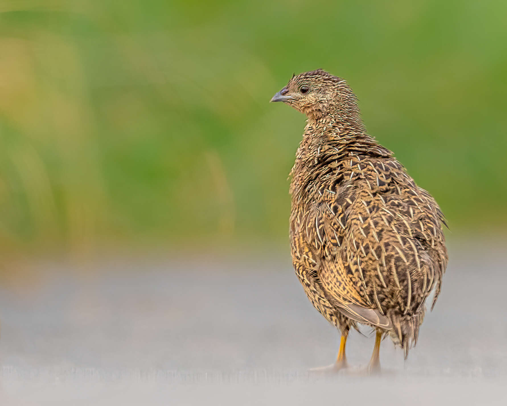 Image of Brown Quail