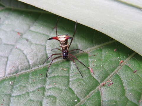 Image of Micrathena sanctispiritus Brignoli 1983