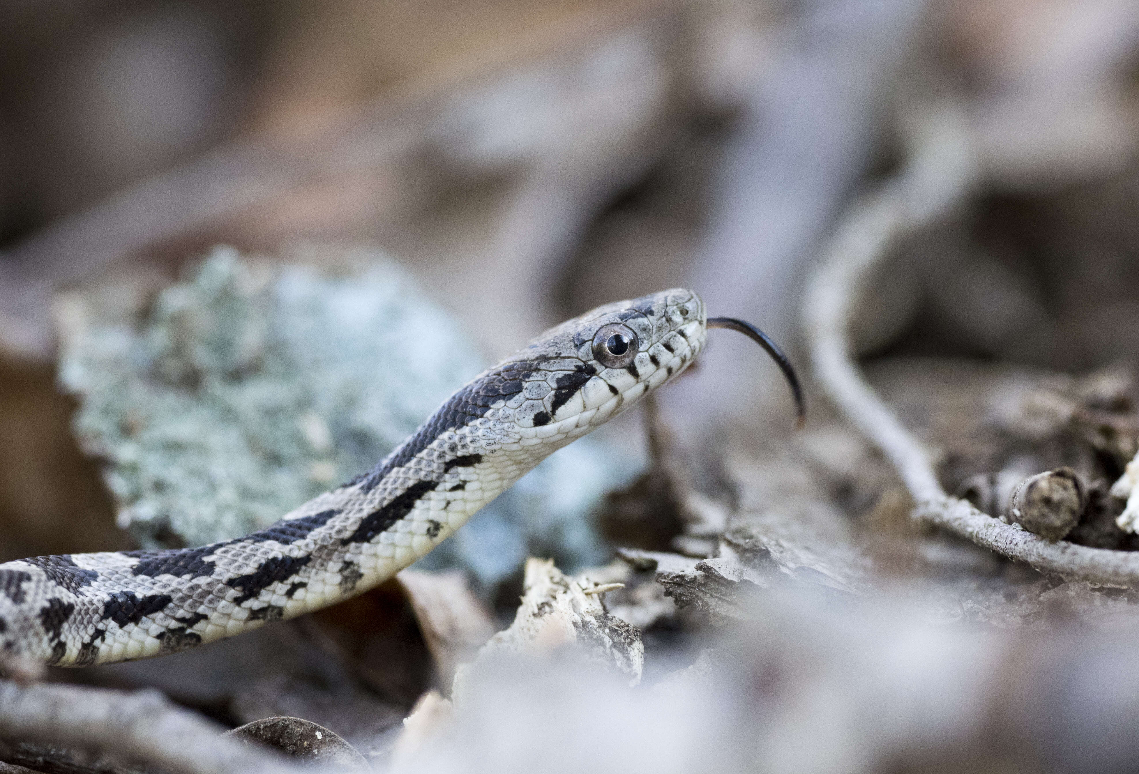 Image of black rat snake