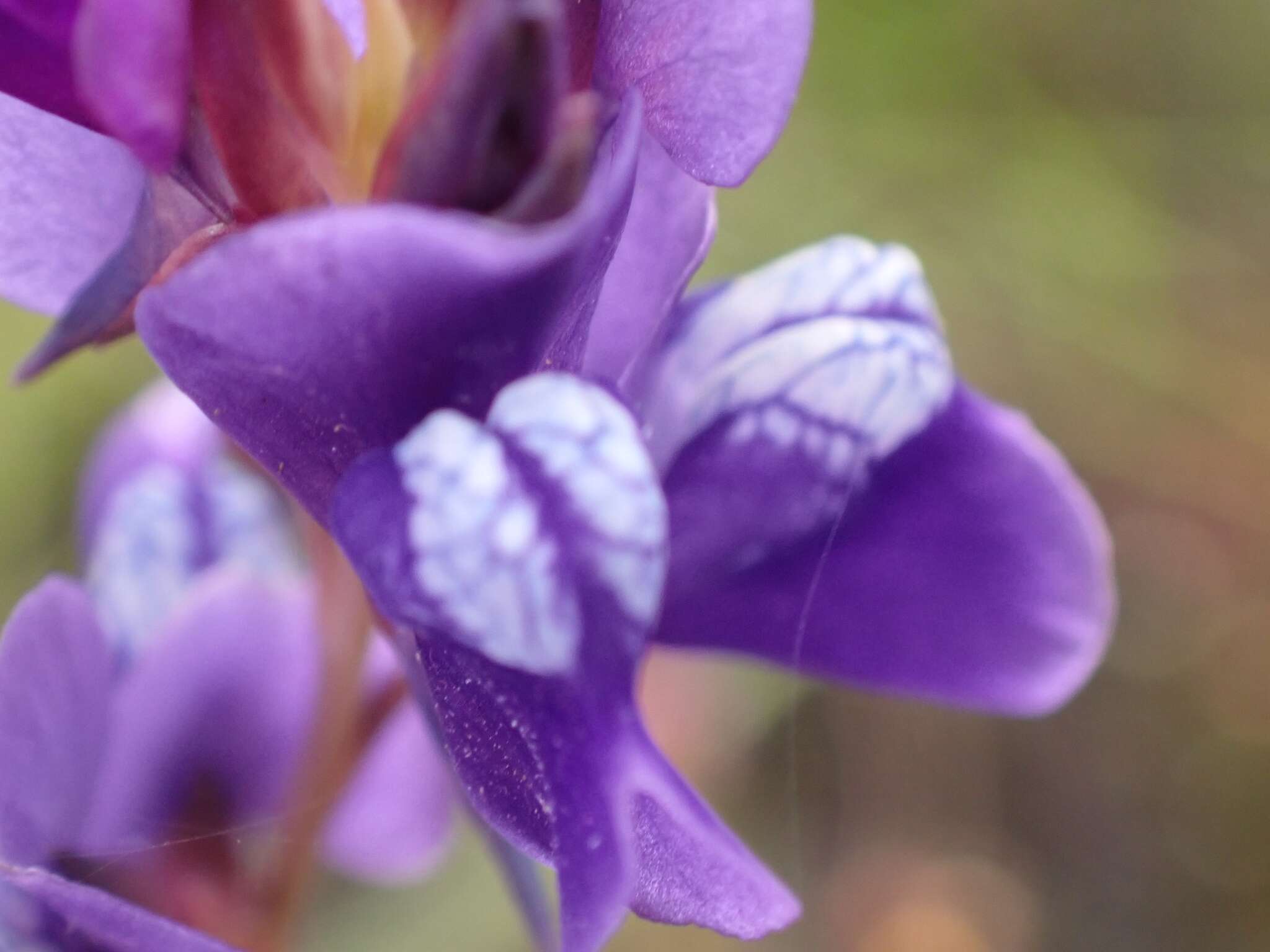 Utricularia delphinioides Thorel ex Pellegr. resmi