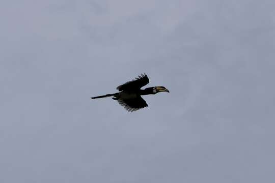 Image of Oriental Pied Hornbill