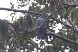 Image of Moluccan Goshawk