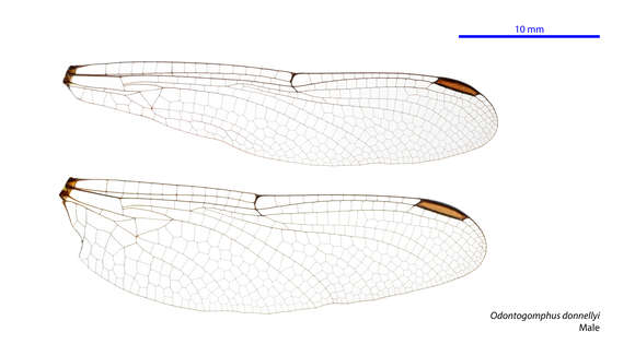 Image of Odontogomphus Watson 1991