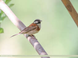 Image of Chestnut-breasted Bunting