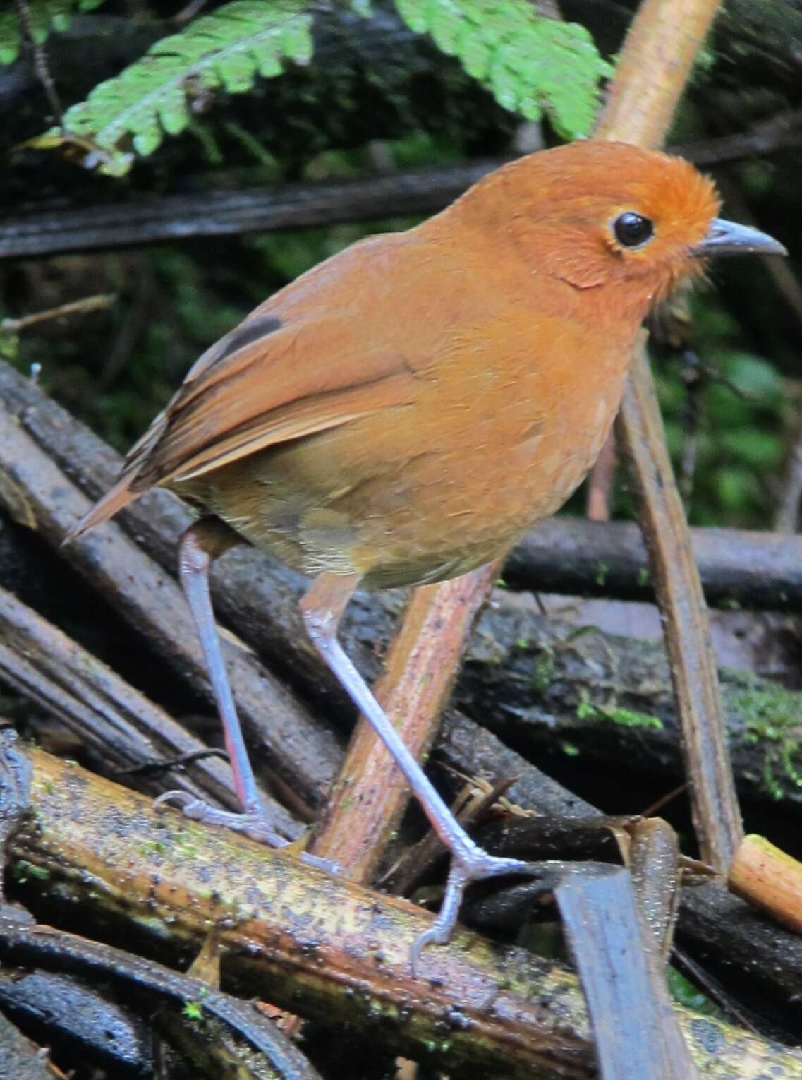 Image of Rufous Antpitta