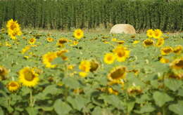 Image of common sunflower