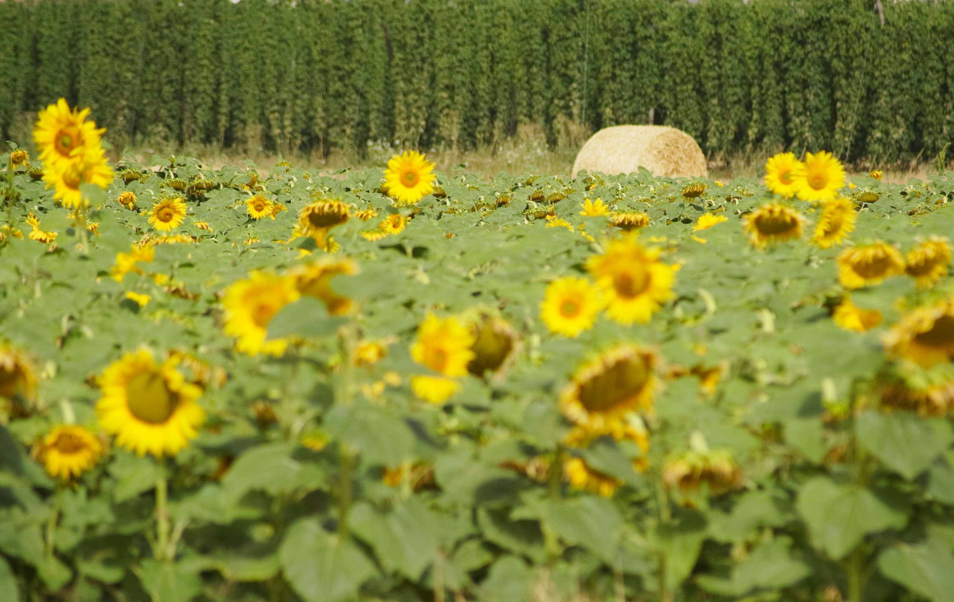 Image of common sunflower