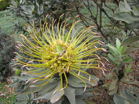 Image of catherine-wheel pincushion