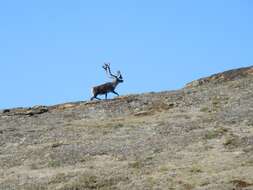 Image of barren-ground caribou