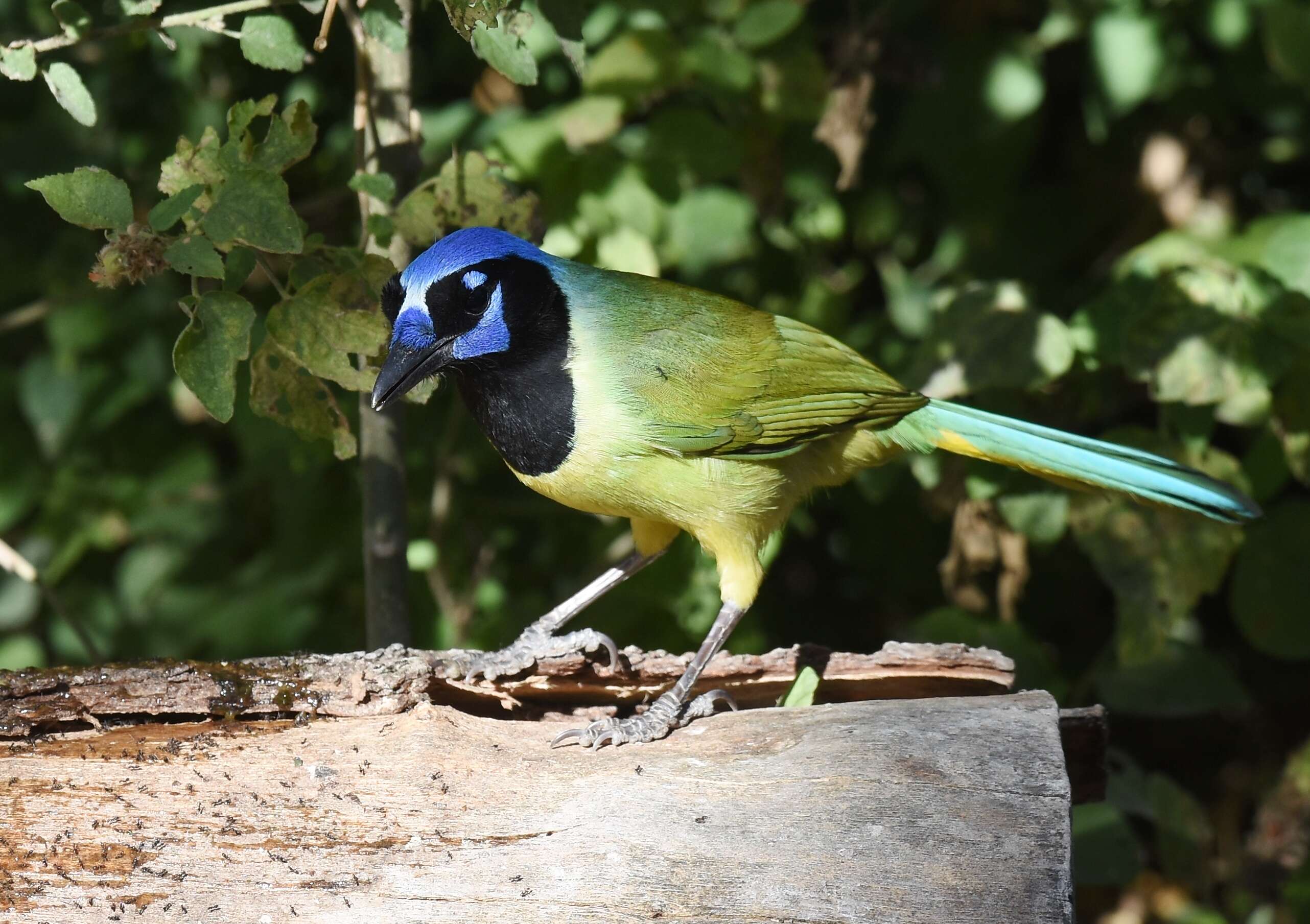 Image of Green Jay