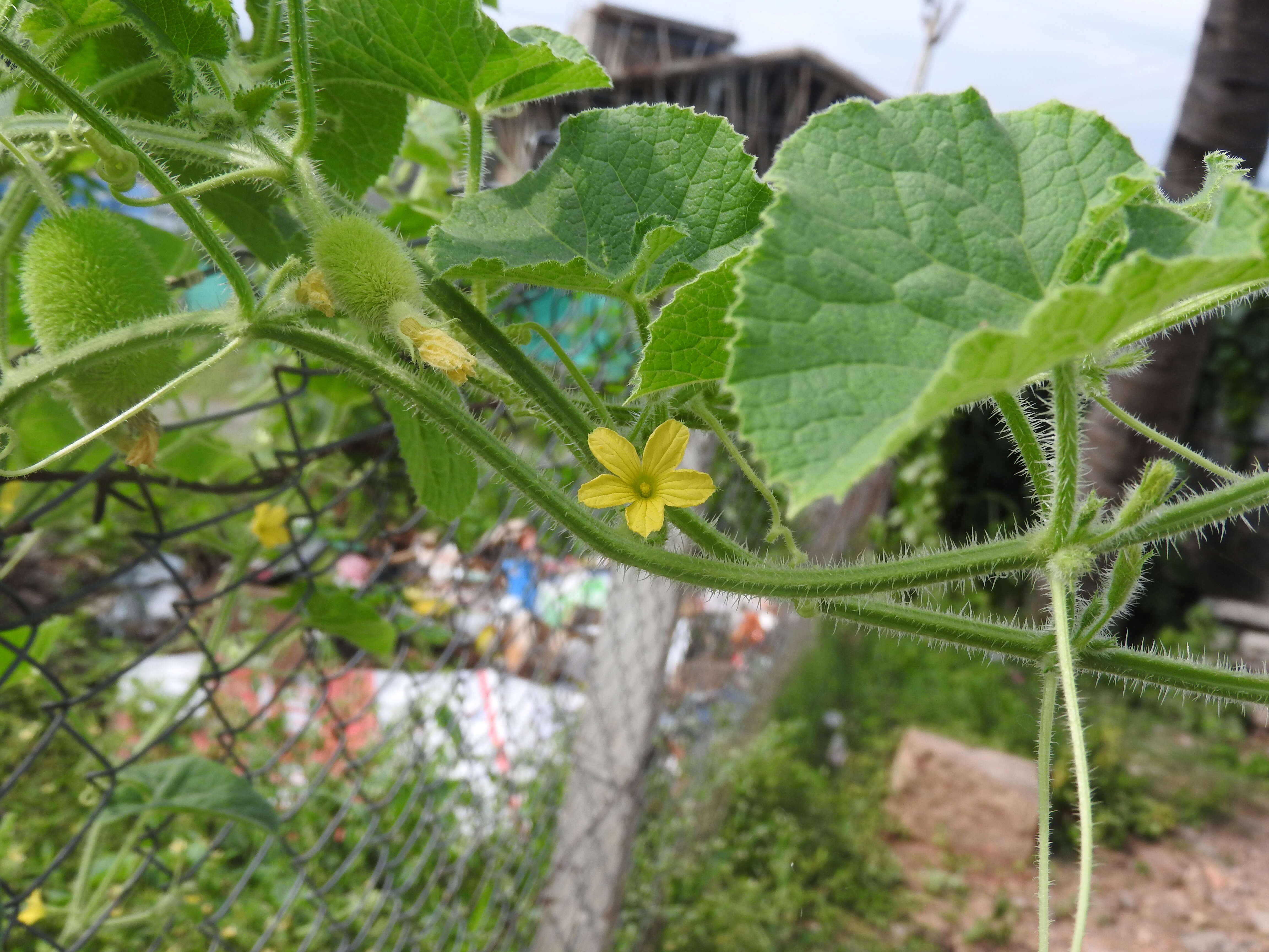 Image of Hedgehog cucumber