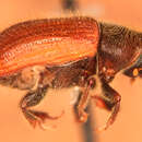 Image of Lodgepole Pine Beetle