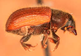 Image of Lodgepole Pine Beetle