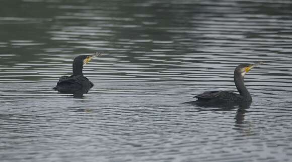 Image of Black Shag