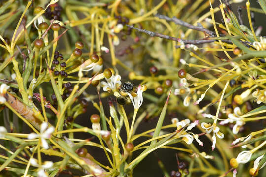 صورة Grevillea hortiorum