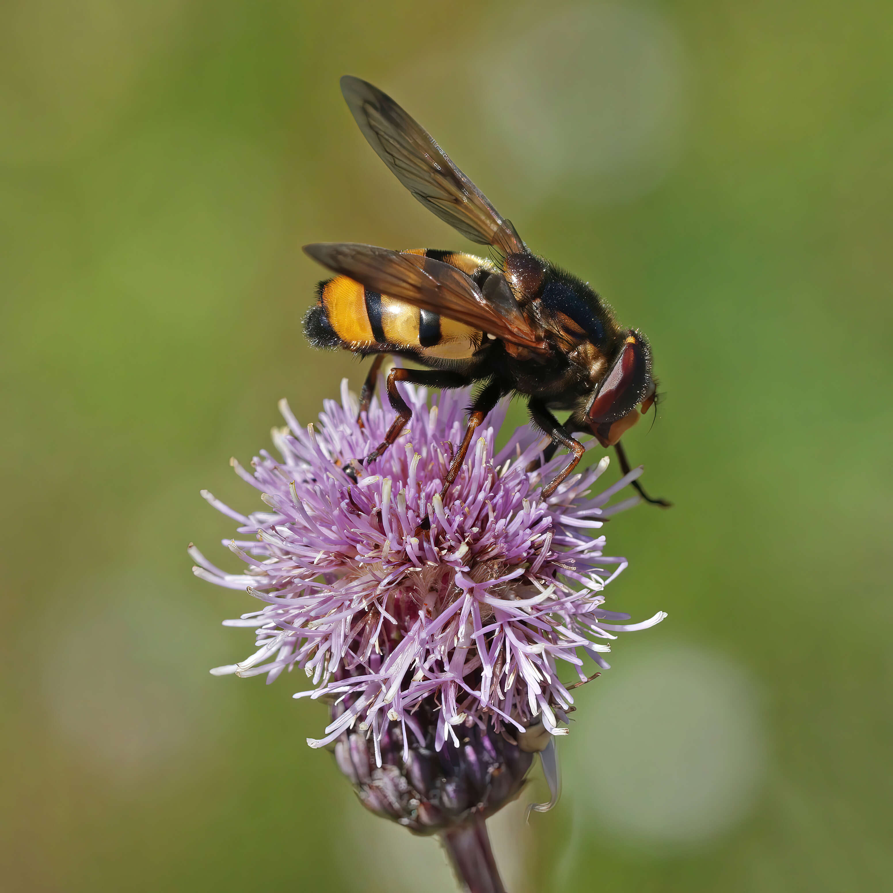 Image of lesser hornet hoverfly