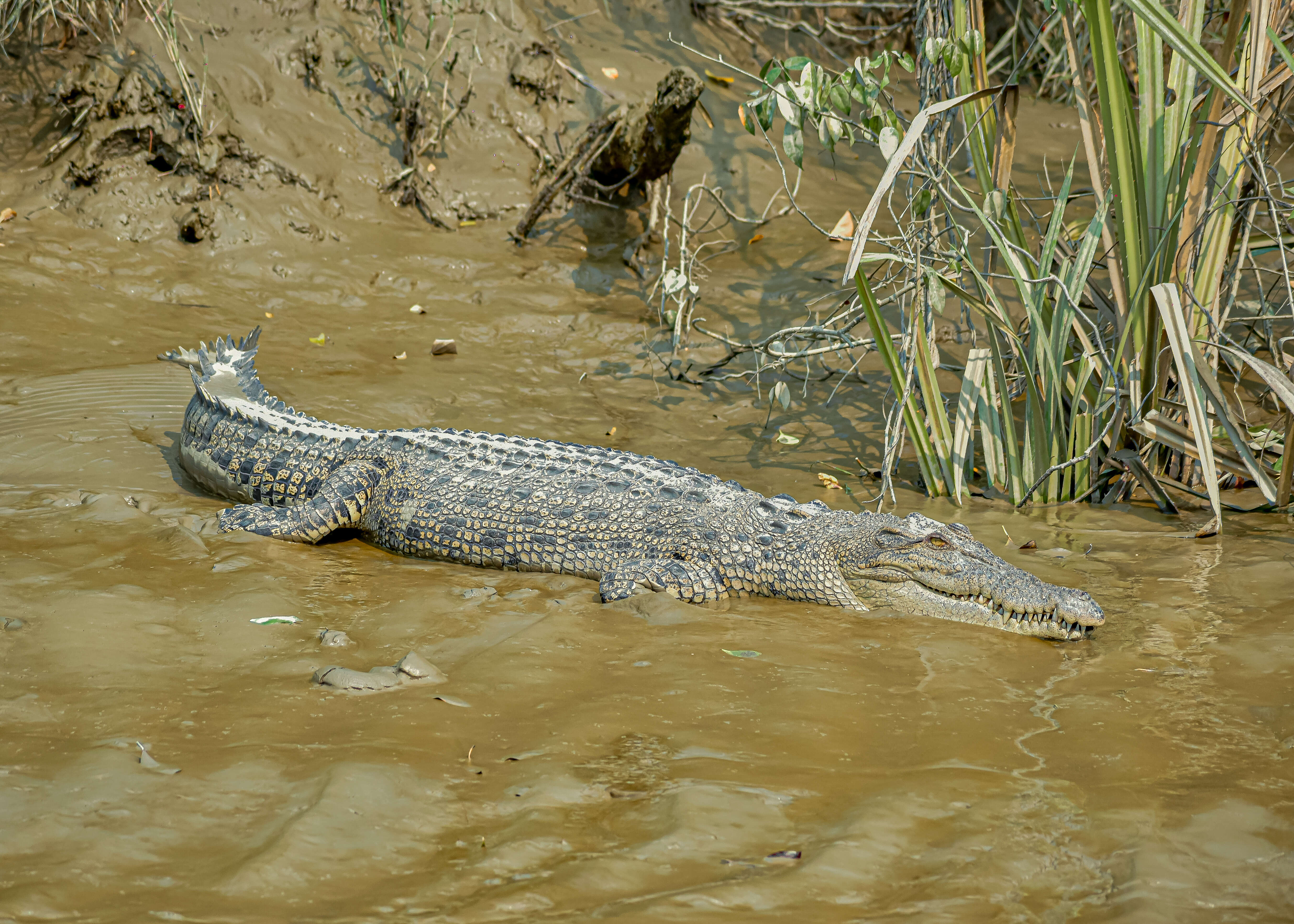 Crocodilia resmi